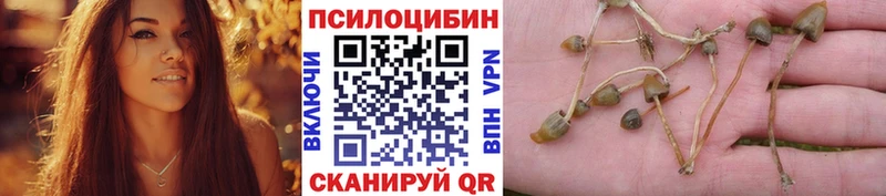 закладки  Холмск  Псилоцибиновые грибы прущие грибы 